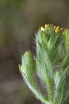 Soft goldenaster